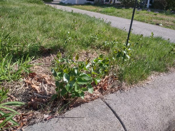 We're pulling up this weed and you should too
