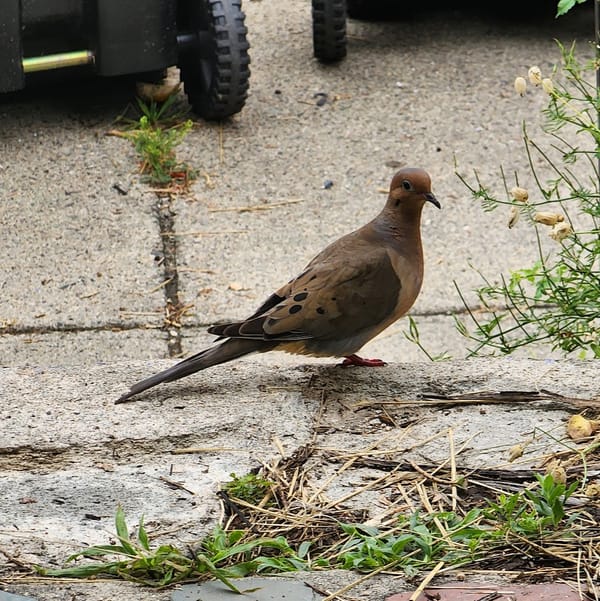 A mourning dove on a staircase